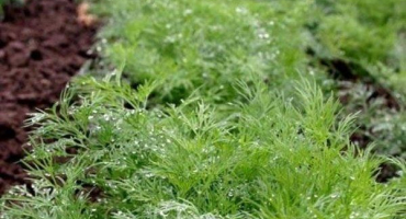 Jak a kdy zasadit kopr před zimou?